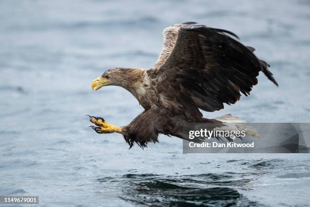 White-tailed eagle, also known as a sea eagle, comes in to catch a fish thrown overboard from a wildlife viewing boat on June 9, 2019 on the Isle of...