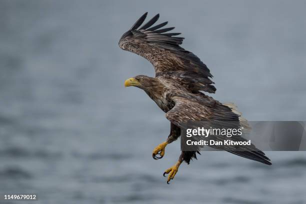 White Tailed Sea Eagle comes in to catch a fish thrown overboard from a wildlife viewing boat on June 9, 2019 on the Isle of Mull, Scotland. The...