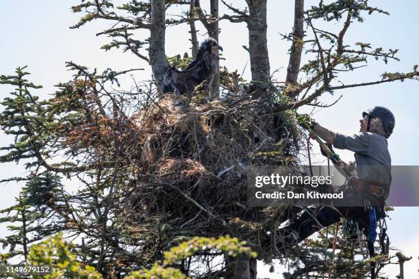 Conservationist and BTO, licensed ringer Justin Grant approaches a white-tailed eagle, also known as a sea eagle, nest on June 10, 2019 on the Isle...