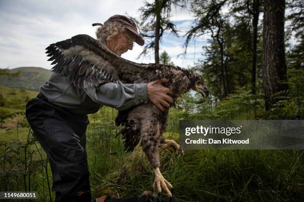 Conservationist Justin Grant places a white-tailed eagle on the ground to be ringed and measured at a remote nest site on the Isle of Mull on June...