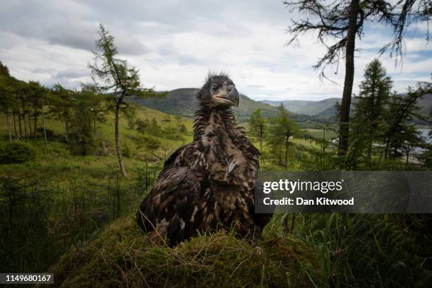 Young white-tailed eagle sits on the ground to be ringed and measured at a remote nest site on the Isle of Mull on June 29, 2015 in Scotland. When...