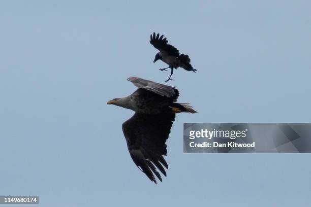 An adult white-tailed eagle, also known as a sea eagle, is mobbed by a hooded crow on June 13, 2019 on the Isle of Mull, Scotland. The Royal Society...