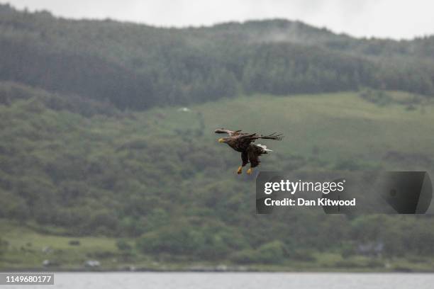 White Tailed Sea Eagle comes in to catch a fish thrown overboard from a wildlife viewing boat on June 9, 2019 on the Isle of Mull, Scotland. The...