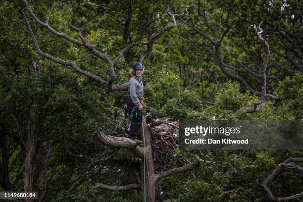 Conservationist and BTO, licensed ringer Justin Grant approaches a white-tailed eagle, also known as a sea eagle, nest on June 11, 2019 on the Isle...