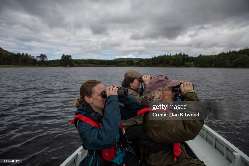 White-Tailed Eagles Monitored Ahead Of Reintroduction Project