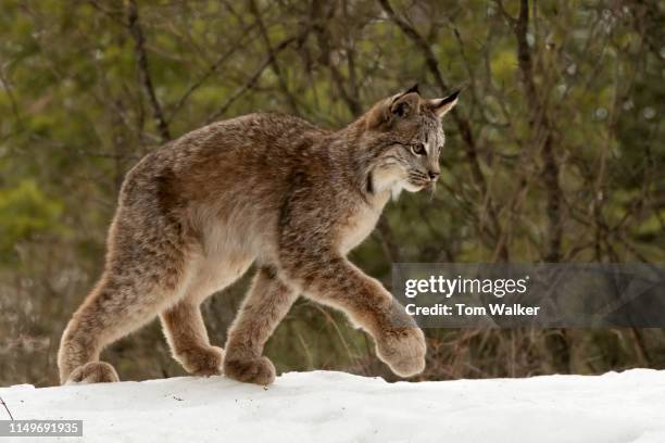 lynx kitten, winter, montana - canadian lynx fotografías e imágenes de stock