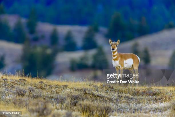 yellowstone national park in wyoming - pronghorn stock pictures, royalty-free photos & images