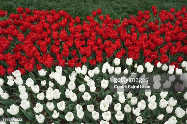 beauty of turkey's tulips - poland flag stock pictures, royalty-free photos & images