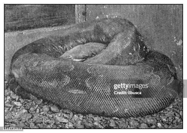 antique photo: boa snake - boa constrictor stock illustrations