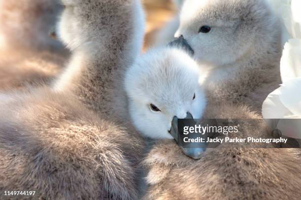 close-up image of cute, cuddly, newly hatched mute swan cygnets - cygnus olor in the spring sunshine - abbotsbury stock pictures, royalty-free photos & images