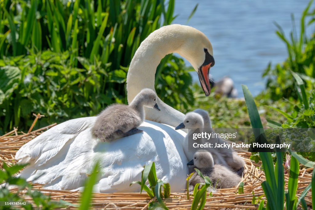Close-up image of Mute swans - Cygnus Olor and newly hatched cygnets in the spring sunshine
