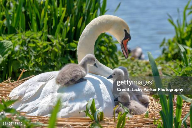 close-up image of mute swans - cygnus olor and newly hatched cygnets in the spring sunshine - fågelbo bildbanksfoton och bilder