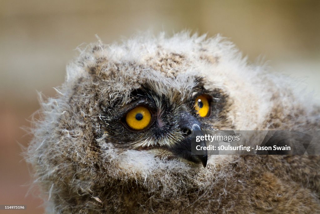 Close up of european eagle owl chick