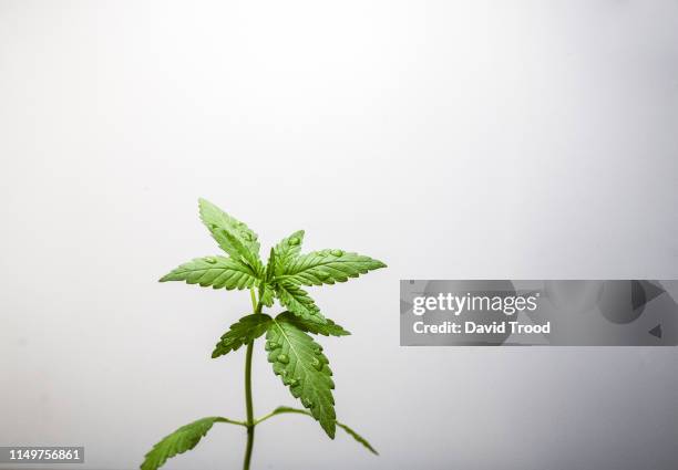 cannabis leaf - hemp stock pictures, royalty-free photos & images