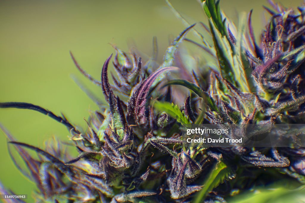 Mature female cannabis bud