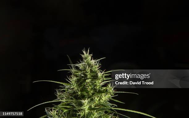 cannabis plant - marijuana plant stock-fotos und bilder