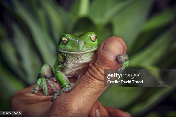 green tree frog - amphibian stockfoto's en -beelden