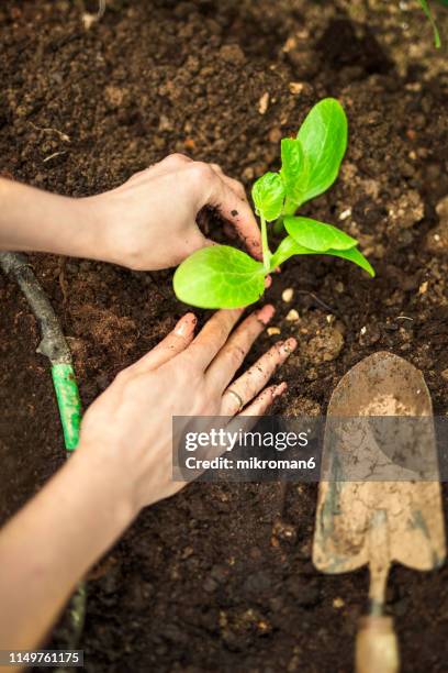 fresh green newcomer planted in soil lined up in a row. - squash seeds stock-fotos und bilder