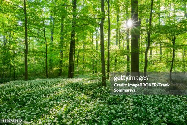 Ramsom Example Ramsom Photos and Premium High Res Pictures - Getty Images