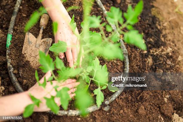 fresh green newcomer planted in soil lined up in a row. - newly harvested stock pictures, royalty-free photos & images