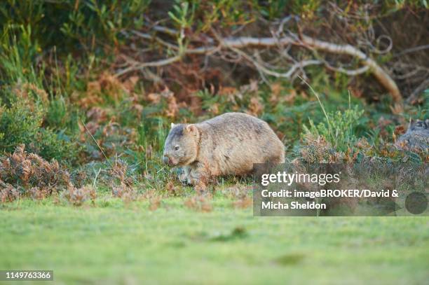 common wombat (vombatus ursinus) - wombat stock pictures, royalty-free photos & images