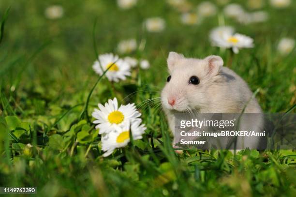 dsungarian dwarf hamster (phodopus sungorus), cream, sits in meadow, austria - djungarian hamster stock pictures, royalty-free photos & images