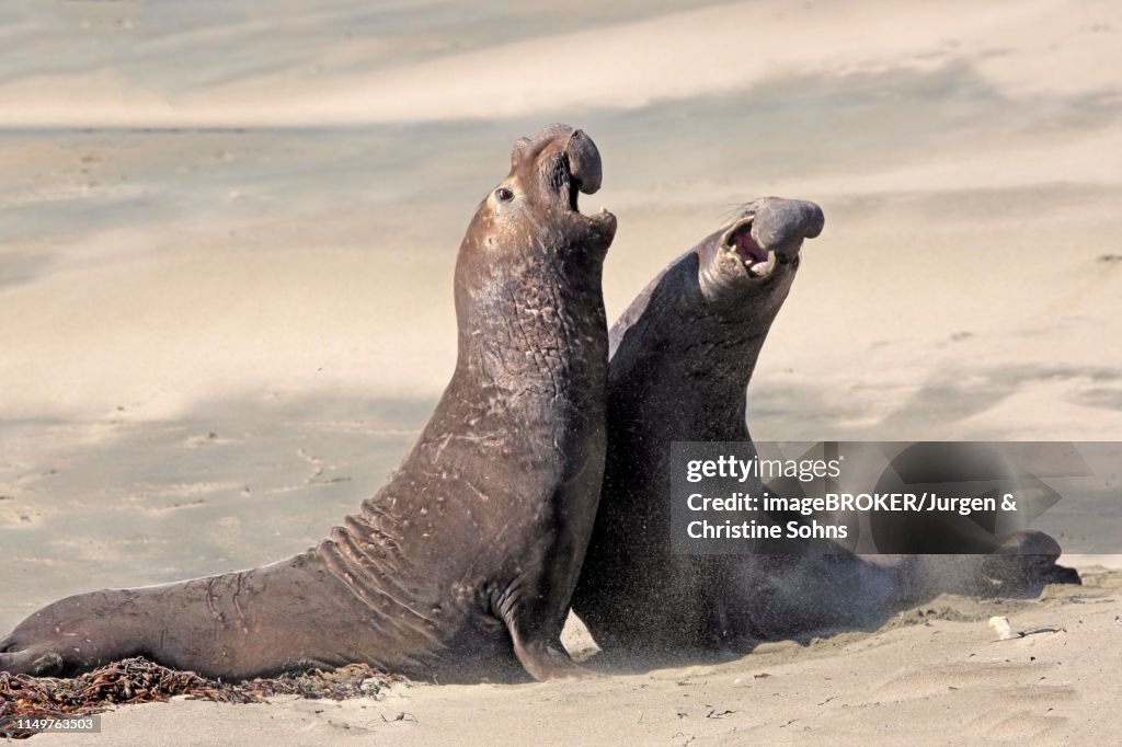 Northern Elephant Seals (Mirounga angustirostris), adult two males fighting on the beach, threatening, Piedras Blancas Rookery, San Simeon, San Luis Obispo County, California, USA