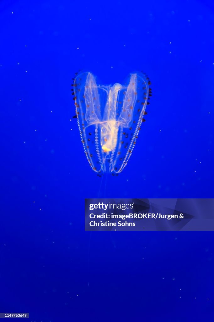 Orange-tipped sea gooseberry (Leucothea pulchra), in water, California, USA