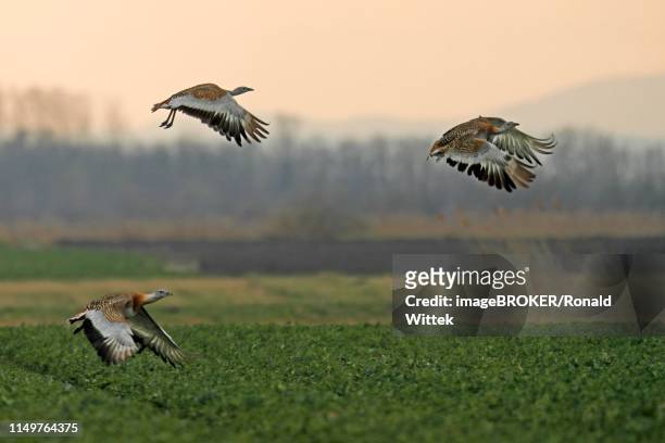 great bustards (otis tarda) flying above a field, andau, burgenland, austria - großtrappe stock-fotos und bilder