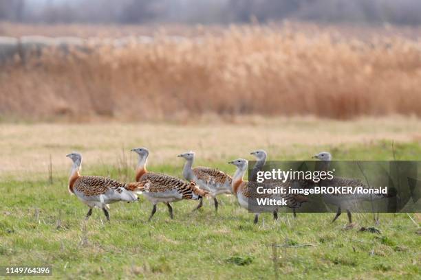 great bustards (otis tarda) in a meadow, andau, burgenland, austria - great bustard stock pictures, royalty-free photos & images