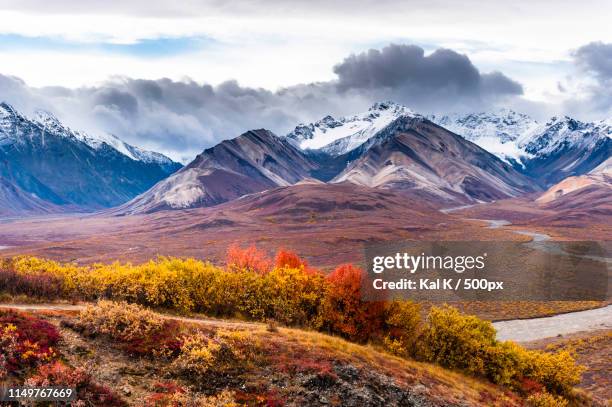 denali national park - ginger bush stock pictures, royalty-free photos & images