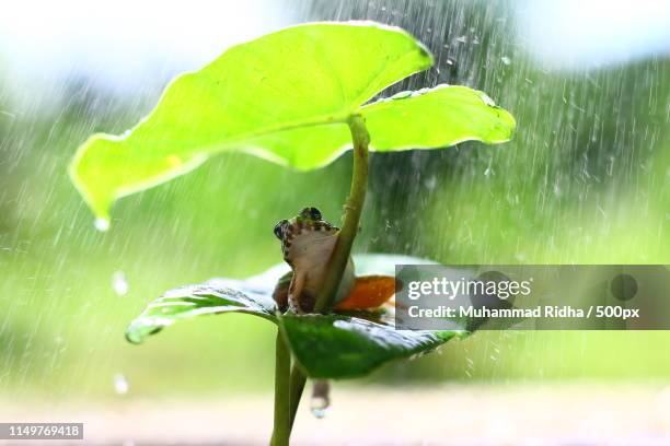 umbrella frog - froschlurche stock-fotos und bilder