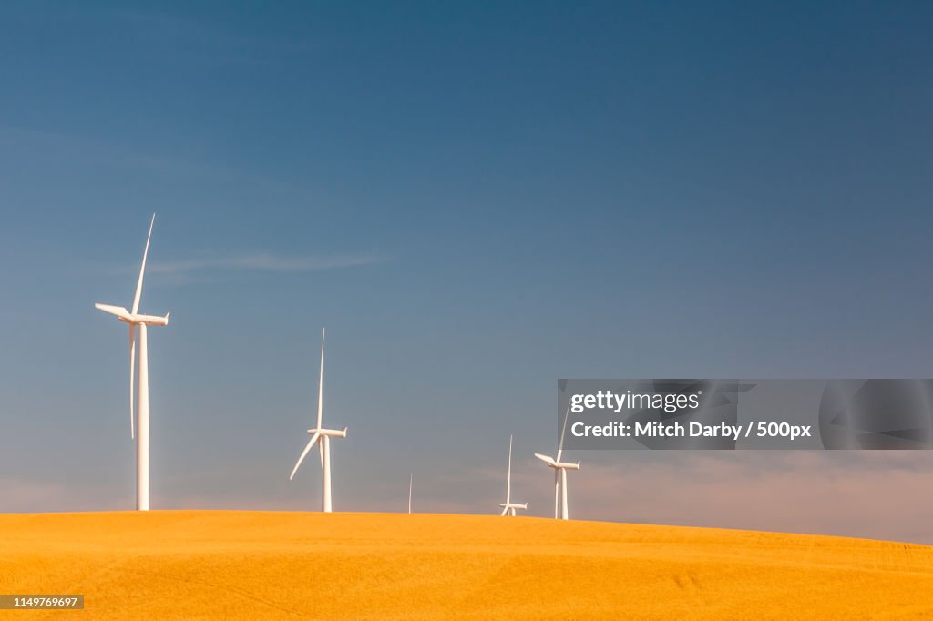 Windmills & Wheat Near Wasco