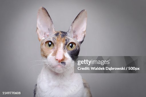 Cornish Rex Cat Cornish Rex Cat