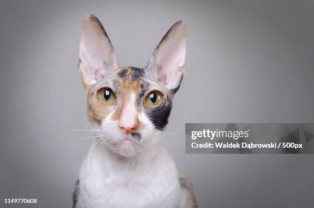 cornish rex cat - cornish rex stock pictures, royalty-free photos & images