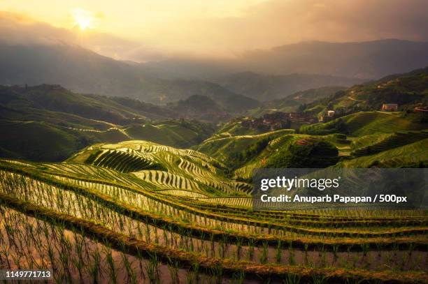 longji rice terrace - longsheng stock pictures, royalty-free photos & images