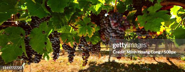 waiting for harvest - vendimia fotografías e imágenes de stock