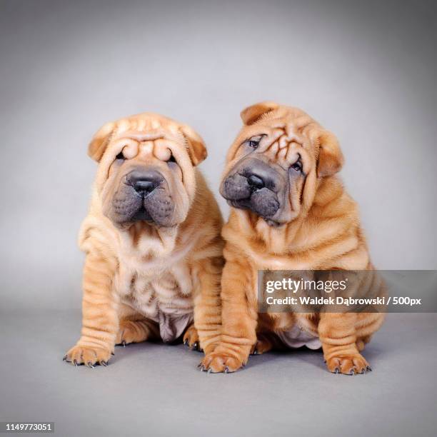chinese shar pei puppies portrait - shar pei foto e immagini stock