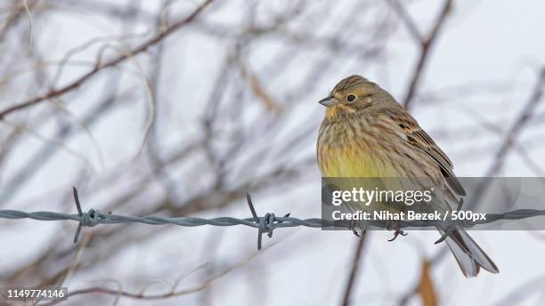 sar çinte yellowhammer emberiza citrinella - nihat stock pictures, royalty-free photos & images