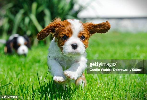 cavalier king charles spaniel puppy in garden - cavalier stock-fotos und bilder