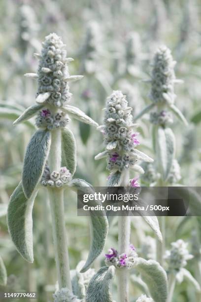 flower stachys byzantine - big ears stock pictures, royalty-free photos & images