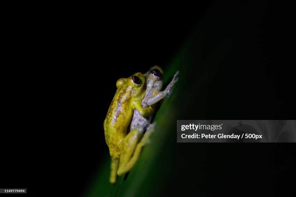 Olive Tree Frogs Mating
