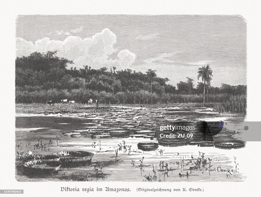 Victoria amazonica, Amazon River, Brazil, wood engraving, published in 1897