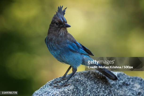 stellar jay - nuuk greenland stock pictures, royalty-free photos & images