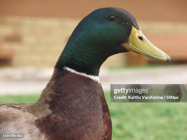 male mallard duck - san saba polo team stock pictures, royalty-free photos & images