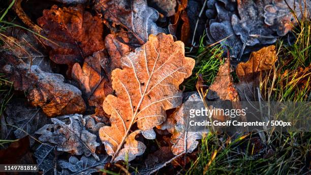 autumn morning - geoff carpenter stock pictures, royalty-free photos & images