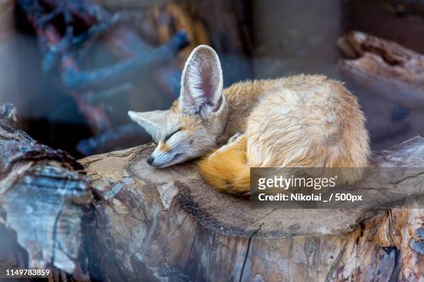 sleeping fennec fox - fennec fox stock pictures, royalty-free photos & images