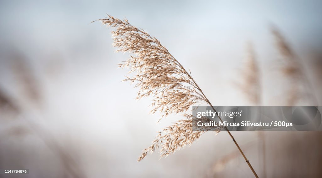 Close-up of grass