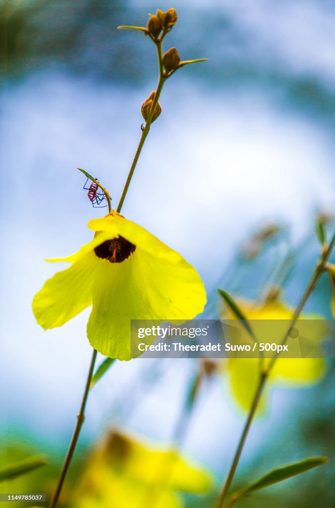 Close up of flower