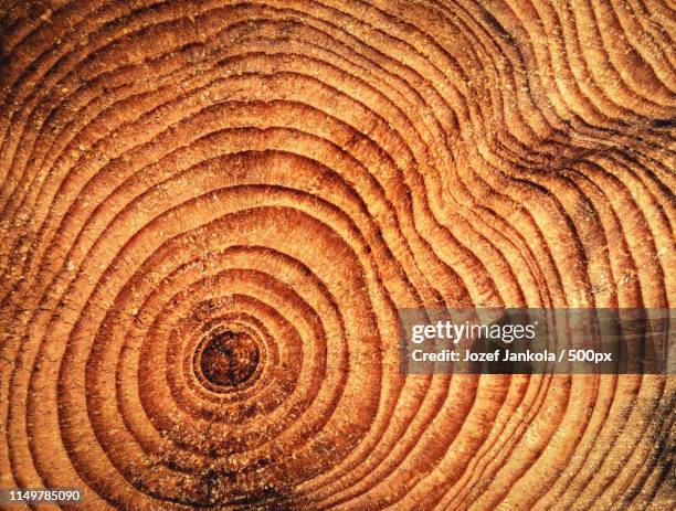 Spruce Rounds 11 Spruce Wood Rings Stock Photos, High-Res Pictures, and Images ...